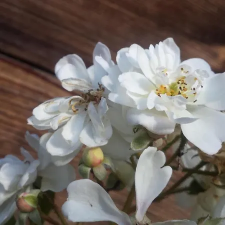 Apartamento Baergblick