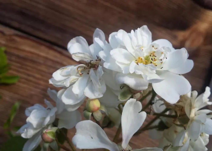 Διαμέρισμα Baergblick